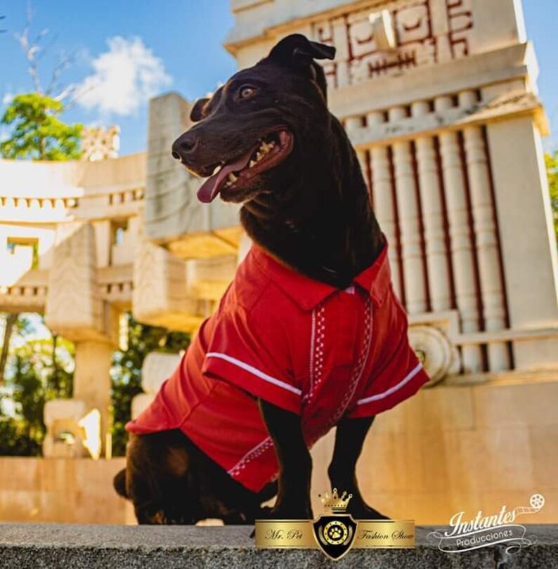 Mexican Dog Guayabera Yucatecan Dog Guayabera Yucatan Pet Etsy