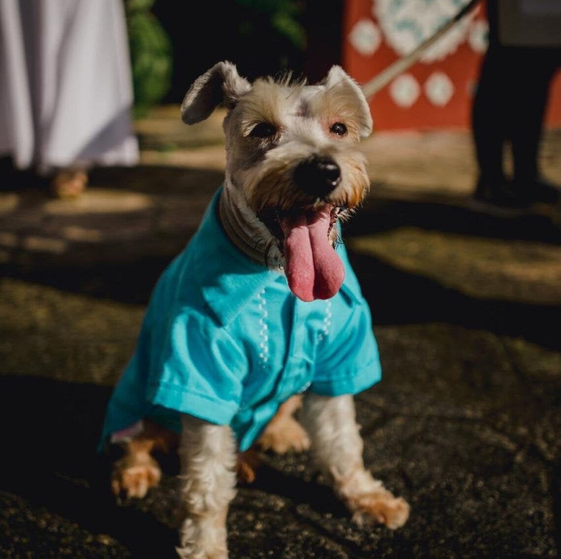 Mexican Dog Guayabera Yucatecan Dog Guayabera Yucatan Pet Etsy