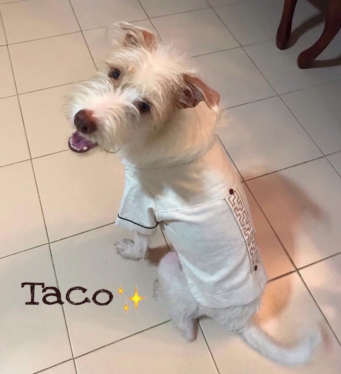 Mexican Dog Guayabera Yucatecan Dog Guayabera Yucatan Pet Etsy