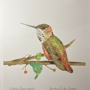 Rufous Hummingbird