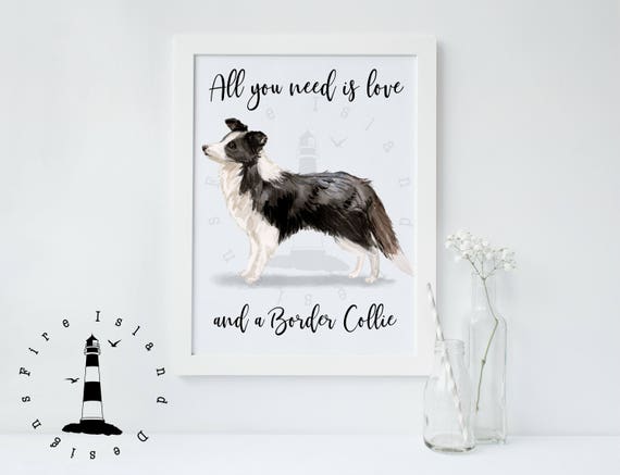 border collie love
