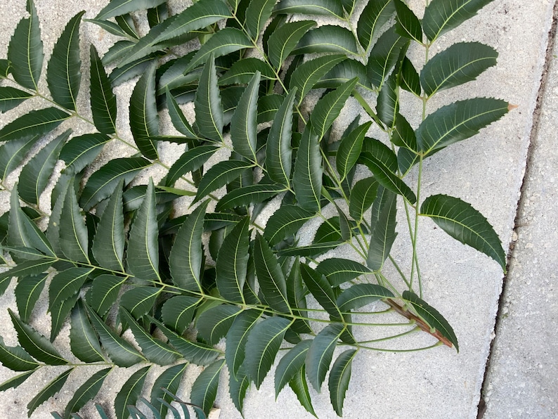 Neem leaves near me