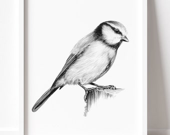 IMPRIMABLE Blue Tit Art Print, Crayon Dessin Art Mural, Imprimable British Garden Song Bird Sketch, Affiche animalière TÉLÉCHARGEMENT INSTANTANÉ