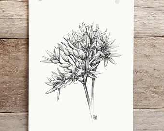 ORIGINAL Ramsons Pencil Drawing, Wild Garlic Botanical Study Wall Art, British Woodland Spring Flower Original Artwork Unframed