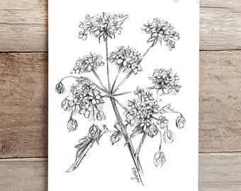 ORIGINAL Cow Parsley Pencil Drawing, Botanical Wall Art, Nature Garden Flower Decor, Original Pencil Sketch Artwork Unframed