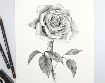 Dessin Original De Crayon De Rose Art Botanique De Mur Décor