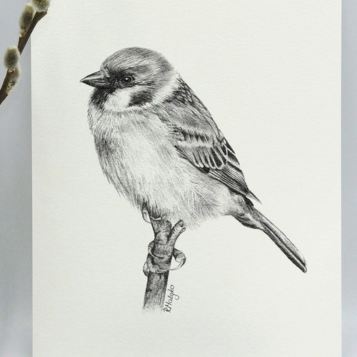 Bird Drawings Stock Illustrations RoyaltyFree Vector Graphics  Clip Art   iStock  Birds Bird field guide