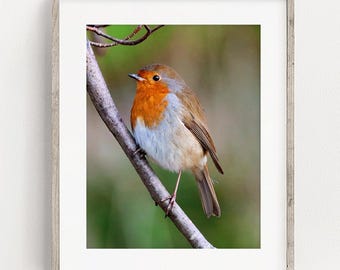 Robin Photograph PRINT, British Garden Birds Photography Art, Robin Redbreast Animal Decor, Matte Unframed