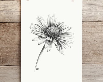 ORIGINAL Daisy Pencil Drawing, Botanical Wall Art, Nature Garden Flower Decor Unique Gift Original Pencil Sketch Artwork Unframed