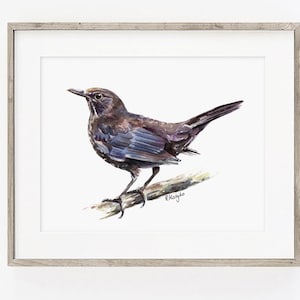 Blackbird Wall Art PRINT, Garden Bird Watching Gift, British Wildlife Art Print from Original Watercolour Painting