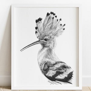Druckbares Wiedehopf Art Print, Bleistift Zeichnung Wandkunst, druckbare Euroasian Hoopoe Vogel Skizze, Wildlife Poster INSTANT DOWNLOAD