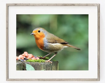 Robin Photograph PRINT, British Garden Birds Photography Art, Robin Redbreast Animal Decor, Matte Unframed