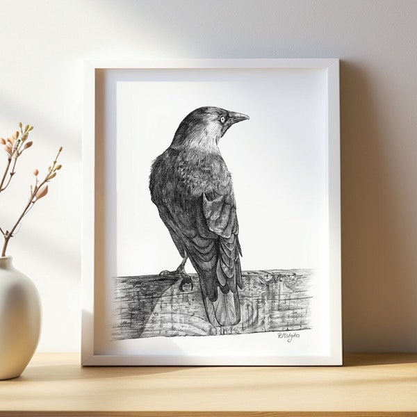 Jackdaw Art PRINT, Corvid Bird Pencil Drawing Wall Art, Wildlife Print from Original Pencil Sketch Unframed