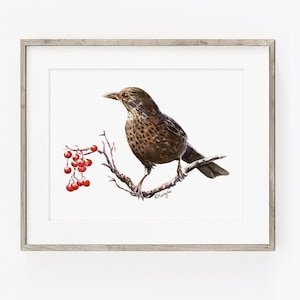 Blackbird Wall Art PRINT, Female Blackbird and Rowan Tree Berries, Garden Bird, Wildlife Art Print from Original Watercolour Painting
