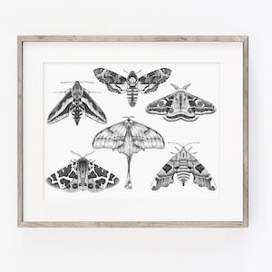Moth Synetrical Moths Art PRINT, Pencil Drawing Wall Art, Nature Decor, Insect Sketch ...