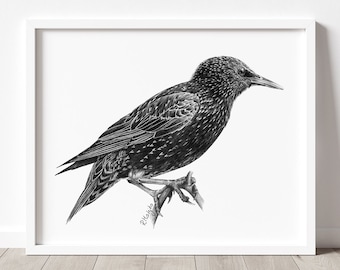 Printable Star Kunstdruck, Stare Bleistift Zeichnung, Garten Vogel Skizze, Black Bird Wildlife Poster INSTANT DOWNLOAD