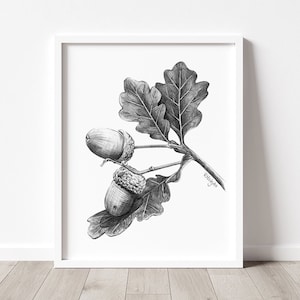 Acorn Art PRINT, Nut Graphite Pencil Drawing, Woodland Decor, Autumn Sketch, Autumn Nature Print from Original Pencil Sketch Unframed image 1