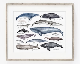 Whales Art PRINT - Watercolor Whales, Whale Chart, Bathroom Decor, Print from Original Watercolour Paintings Unframed