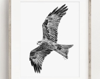 Black Kite Art PRINT, Bird of Prey in Flight Art, Falconry Bird Sketch Wildlife Poster Decor, Print from Original Pencil Sketch Unframed