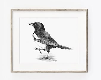 Magpie Art PRINT, Magpie Bird Pencil Drawing Wall Art, Corvid Crow Bird Sketch, Wildlife Print from Original Pencil Sketch Unframed