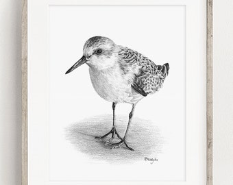 PRINTABLE Sanderling Art Print, Sandpiper Pencil Drawing Wall Art, Coastal Wading Bird Sketch, Sealife Wildlife Poster INSTANT DOWNLOAD