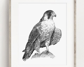 PRINTABLE Peregrine Falcon Art Print, Bird of Prey Wall Art, Printable Falconry Bird Sketch Wildlife Poster Decor INSTANT DOWNLOAD