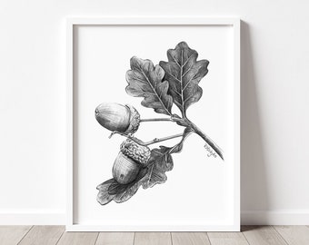 Acorn Art PRINT, Nut Graphite Pencil Drawing, Woodland Decor, Autumn Sketch, Autumn Nature Print from Original Pencil Sketch Unframed