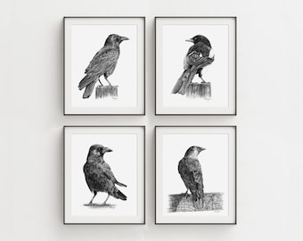 Corvids Wall Art PRINT Set of 4, Raven Jackdaw Magpie Pencil Wall Art, Sketch Prints from Original Art Unframed