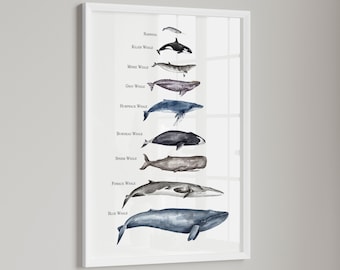 Whales Size Chart Art PRINT - Watercolor Whales, Whale Chart, Bathroom Decor, Print from Original Watercolour Paintings Unframed