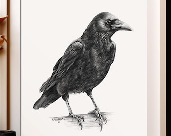 May include: A framed black and white illustration of a crow perched on a branch. The artwork is detailed, showcasing the bird's feathers and beak. The frame is white, and the background is a neutral color.