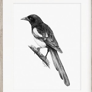Magpie Art PRINT, Magpie Bird Pencil Drawing Wall Art, Corvid Crow Bird Sketch, Wildlife Print from Original Pencil Sketch Unframed