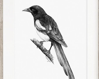 Magpie Art PRINT, Magpie Bird Pencil Drawing Wall Art, Corvid Crow Bird Sketch, Wildlife Print from Original Pencil Sketch Unframed
