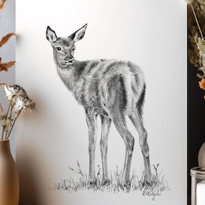 ORIGINAL Fawn Pencil Drawing, Baby Red Deer Wall Art, Nature Woodland Animal Nursery Decor, Original Pencil Sketch Artwork Unframed