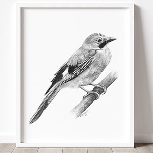 DRUCKBAR Eichehäher Vogel Art Print, Eichehhäher Bleistift Zeichnung, Wandkunst, Waldvogel Skizze, Wildtier Poster SOFORTIGER DOWNLOAD