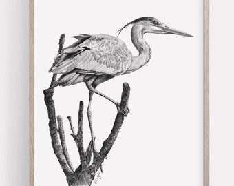 May include: A black and white pencil drawing of a heron standing on a branch. The heron is facing to the right and has its head turned to the left. The drawing is on a white background.