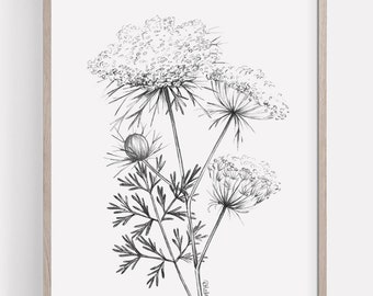 PRINTABLE Queen Anne's Lace Art Print, Graphite Pencil Drawing, Botanical Wall Art, Wild Carrot Sketch Instant Download ACC186