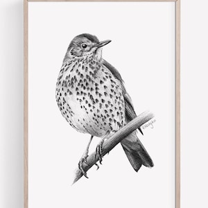 Druckbares Lied Drossel Kunstdruck, Bleistift Zeichnung Wandkunst, druckbares Britisches Garten Lied Vogel Skizze, Wildlife Poster INSTANT DOWNLOAD