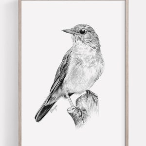 PRINTABLE Nightingale Art Print, Nightingale Pencil Drawing Wall Art, Printable Garden Song Bird Sketch, Wildlife Poster INSTANT DOWNLOAD