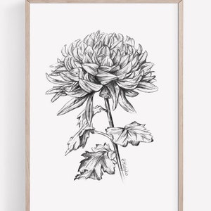 Impresión artística de crisantemo IMPRIMIBLE, Dibujo a lápiz de grafito, Arte mural botánico, Boceto de flores imprimible, Póster de la naturaleza DESCARGA INSTANTÁNEA