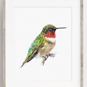 Hummingbird Art PRINT, Ruby-Throated Hummingbird Watercolor Painting Wall Art, Tropical Bird Sketch, Print from Original Artwork Unframed