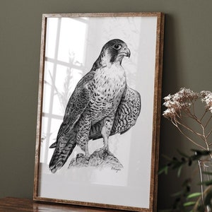 Peregrine Falcon Art PRINT, Bird of Prey Wall Art, Falconry Bird Sketch, Wildlife Decor, Print from Original Pencil Sketch Unframed