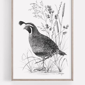 California Quail Bird Art PRINT, California Quail Pencil Drawing Wall Art, American Bird Sketch, Print from Original Pencil Sketch Unframed