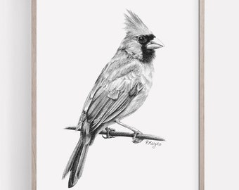 Cardinal Bird Art PRINT, Northern Cardinal Pencil Drawing Wall Art, American Bird Sketch, Print from Original Pencil Sketch Unframed