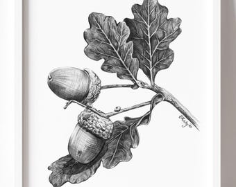 Acorn Art PRINT, Nut Graphite Pencil Drawing, Woodland Decor