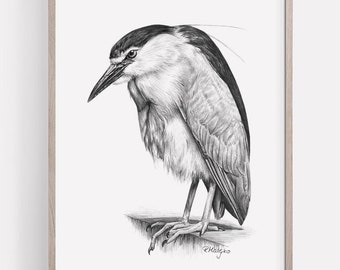 May include: A black and white pencil drawing of a night heron perched on a branch. The bird is facing to the left and has its head tilted down. The drawing is framed in a light wood frame.