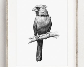 Cardinal Bird Art PRINT, Northern Cardinal Pencil Drawing Wall Art, American Bird Sketch, Print from Original Pencil Sketch Unframed