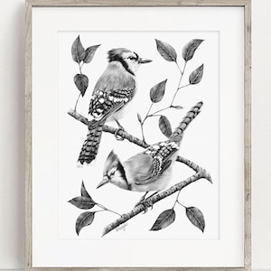 Blauhäher Blauhäher Art Print, Blauhäher Bleistiftzeichnung, Garten Vogel Skizze, Wildtier Poster, Kunstdruck, Poster sofort DOWNLOAD