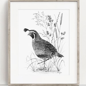 PRINTABLE California Quail Art Print, Quail Pencil Drawing Wall Art, Valley Quail Bird Sketch, Wildlife Poster INSTANT DOWNLOAD