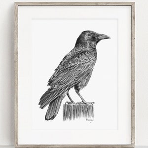 PRINTABLE Raven Art Print, Bird Pencil Drawing Wall Art, Corvid Crow Bird Sketch, Wildlife Poster INSTANT DOWNLOAD