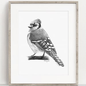 PRINTABLE Blue Jay Art Print, Blue Jay Pencil Drawing Wall Art, Garden Bird Sketch, Wildlife Poster INSTANT DOWNLOAD